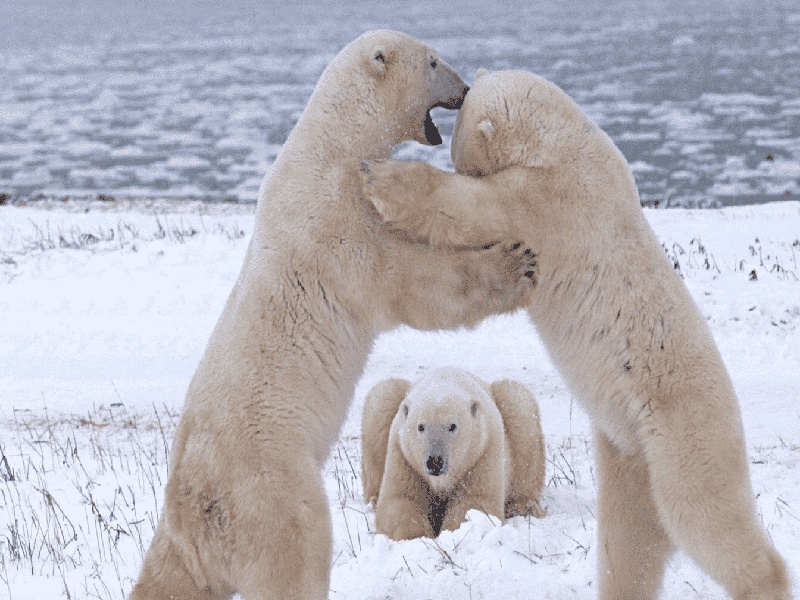 南昌哪可以代怀,南昌试管同母异父（常德 试管婴儿）